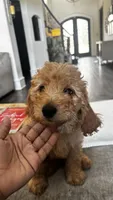 Rocky (aka blue ), a male Miniature Goldendoodle for sale in Colleyville, TX – 6 of 6