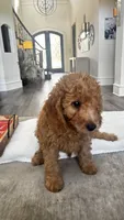 Pumpkin (aka purple) , a female Miniature Goldendoodle for sale in Colleyville, TX – 4 of 5