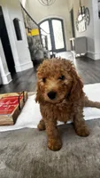 Pumpkin (aka purple) , a female Miniature Goldendoodle for sale in Colleyville, TX – 3 of 5