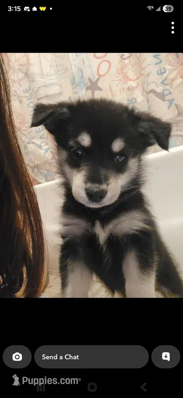 Goldsky #1 – Golden Retriever, Pomsky puppy for sale in Ludowici, GA