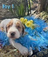Loaf, a male English Springer Spaniel and Poodle - Standard  for sale in Buford, GA – Photo 3 of 9