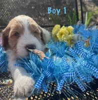 Loaf, a male English Springer Spaniel and Poodle - Standard  for sale in Buford, GA – Photo 2 of 9