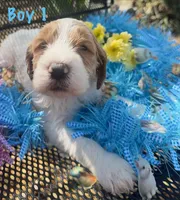 Loaf, a male English Springer Spaniel and Poodle - Standard  for sale in Buford, GA – Photo 1 of 9