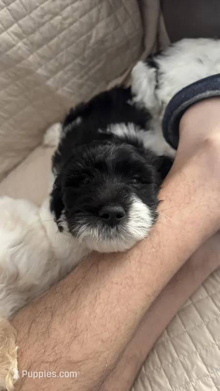 SASS – English Springer Spaniel, Poodle - Standard  puppy for sale in Buford, GA