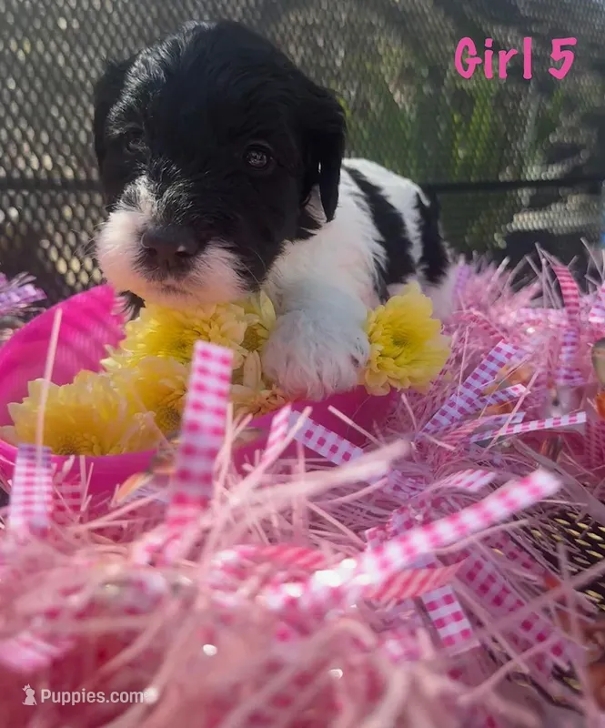 SASS – English Springer Spaniel, Poodle - Standard  puppy for sale in Buford, GA