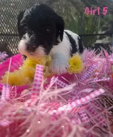SASS, a female English Springer Spaniel and Poodle - Standard  for sale in Buford, GA – Photo 1 of 10