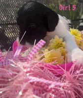 SASS, a female English Springer Spaniel and Poodle - Standard  for sale in Buford, GA – Photo 3 of 10