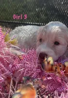 Red, a female English Springer Spaniel and Poodle - Standard  for sale in Buford, GA – Photo 2 of 8