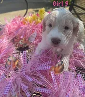 Red, a female English Springer Spaniel and Poodle - Standard  for sale in Buford, GA – Photo 3 of 8