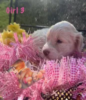 Red, a female English Springer Spaniel and Poodle - Standard  for sale in Buford, GA – Photo 1 of 8