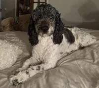 Bass, a male English Springer Spaniel and Poodle - Standard  for sale in Buford, GA – Photo 4 of 8