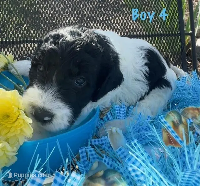 Bass – English Springer Spaniel, Poodle - Standard  puppy for sale in Buford, GA