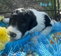 Bass, a male English Springer Spaniel and Poodle - Standard  for sale in Buford, GA – Photo 1 of 8