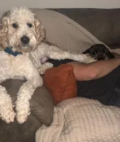 Big Perm, a male English Springer Spaniel and Poodle - Standard  for sale in Buford, GA – Photo 6 of 8