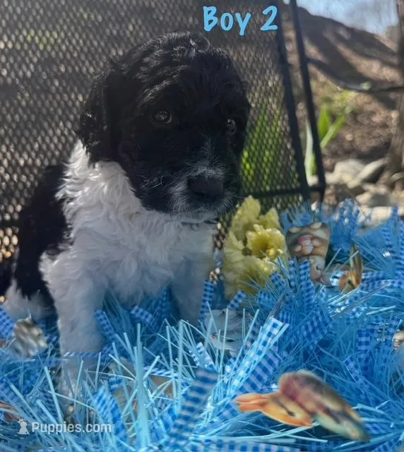 Big Perm – English Springer Spaniel, Poodle - Standard  puppy for sale in Buford, GA