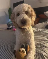 Big Perm, a male English Springer Spaniel and Poodle - Standard  for sale in Buford, GA – Photo 5 of 8