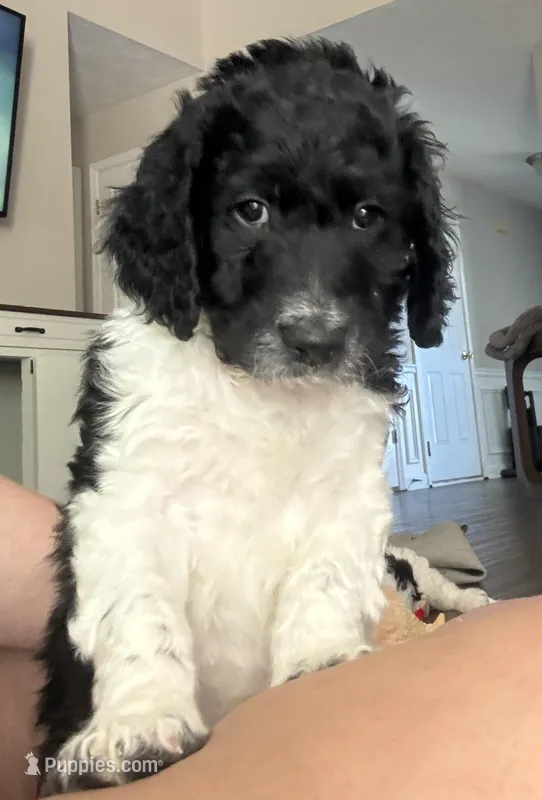 Big Perm – English Springer Spaniel, Poodle - Standard  puppy for sale in Buford, GA