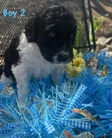 Big Perm, a male English Springer Spaniel and Poodle - Standard  for sale in Buford, GA – Photo 2 of 8