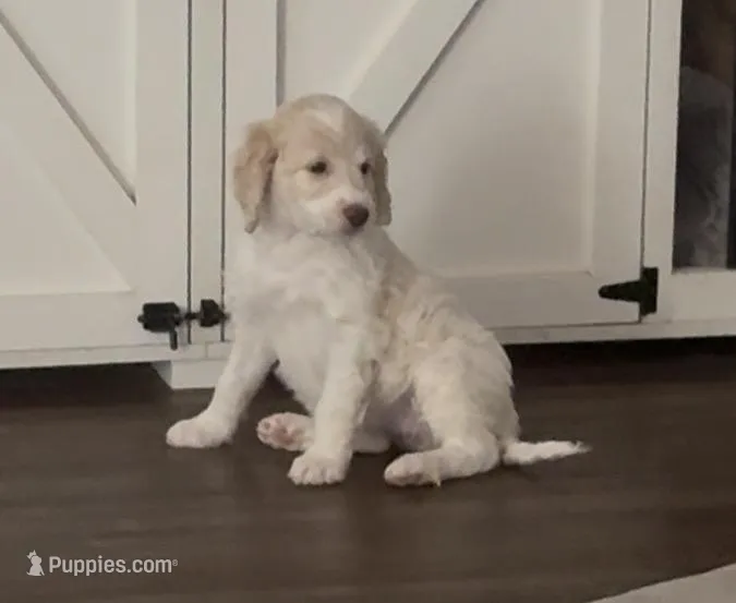 Red – English Springer Spaniel, Poodle - Standard  puppy on hold in Buford, GA