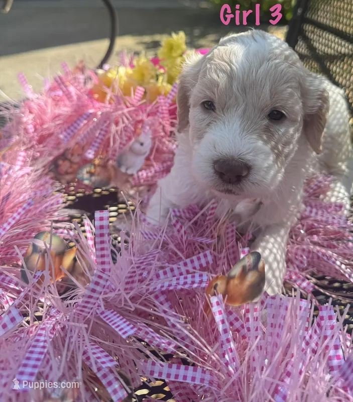 Red – English Springer Spaniel, Poodle - Standard  puppy on hold in Buford, GA