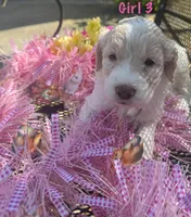 Red, a female English Springer Spaniel and Poodle - Standard  for sale in Buford, GA – Photo 1 of 5