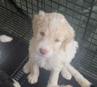 Red, a female English Springer Spaniel and Poodle - Standard  for sale in Buford, GA – Photo 3 of 5