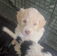 Red, a female English Springer Spaniel and Poodle - Standard  for sale in Buford, GA – Photo 2 of 5