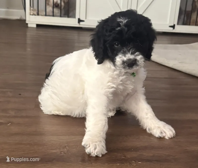 Bass – English Springer Spaniel, Poodle - Standard  puppy for sale in Buford, GA