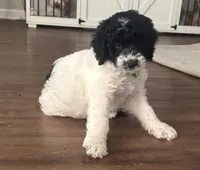 Bass, a male English Springer Spaniel and Poodle - Standard  for sale in Buford, GA – Photo 2 of 6