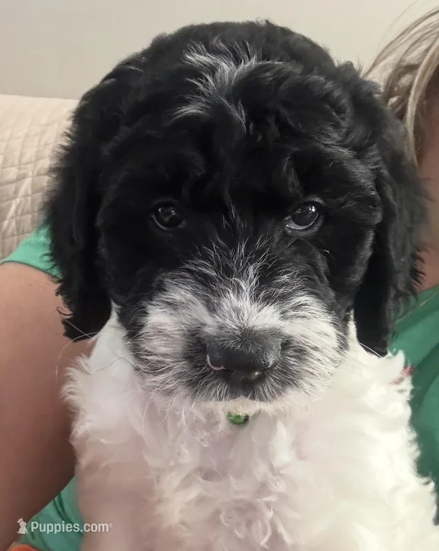 Bass, a male English Springer Spaniel and Poodle - Standard  for sale in Buford, GA – Photo 1 of 6