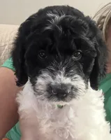 Bass, a male English Springer Spaniel and Poodle - Standard  for sale in Buford, GA – Photo 1 of 6
