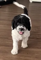 Bass, a male English Springer Spaniel and Poodle - Standard  for sale in Buford, GA – Photo 3 of 6