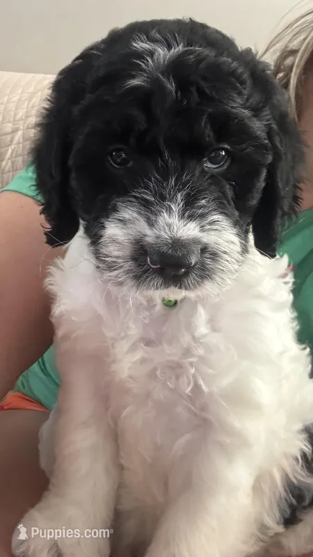 Bass – English Springer Spaniel, Poodle - Standard  puppy for sale in Buford, GA