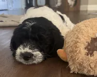 Bass, a male English Springer Spaniel and Poodle - Standard  for sale in Buford, GA – Photo 5 of 6
