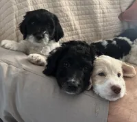 Amos, a male English Springer Spaniel and Poodle - Standard  for sale in Buford, GA – Photo 5 of 8