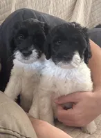 Amos, a male English Springer Spaniel and Poodle - Standard  for sale in Buford, GA – Photo 3 of 8