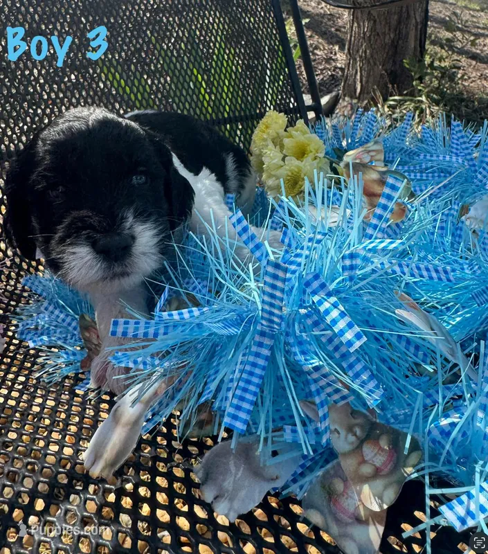 Lil Man – English Springer Spaniel, Poodle - Standard  puppy for sale in Buford, GA