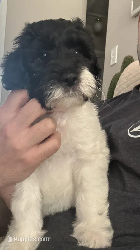 Amos – English Springer Spaniel, Poodle - Standard  puppy for sale in Buford, GA