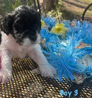Lil Man, a male English Springer Spaniel and Poodle - Standard  for sale in Buford, GA – Photo 2 of 8