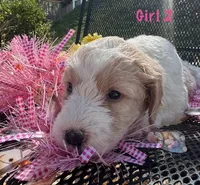 Sweet Pea, a female English Springer Spaniel and Poodle - Standard  for sale in Buford, GA – Photo 2 of 3