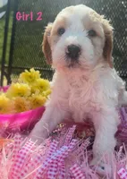 Sweet Pea, a female English Springer Spaniel and Poodle - Standard  for sale in Buford, GA – Photo 1 of 3