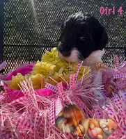 SJ, a female English Springer Spaniel and Poodle - Standard  for sale in Buford, GA – Photo 3 of 8