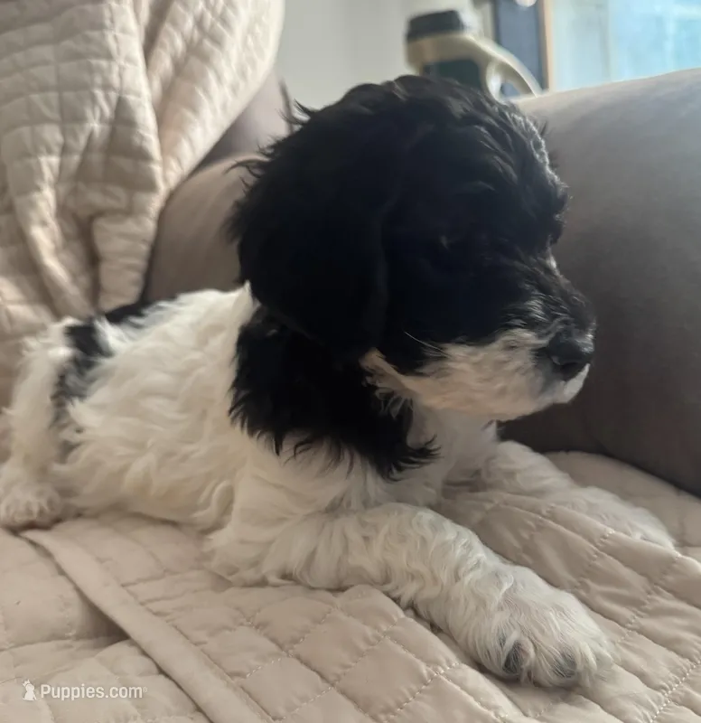 SJ – English Springer Spaniel, Poodle - Standard  puppy for sale in Buford, GA