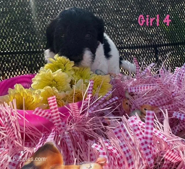 SJ – English Springer Spaniel, Poodle - Standard  puppy for sale in Buford, GA
