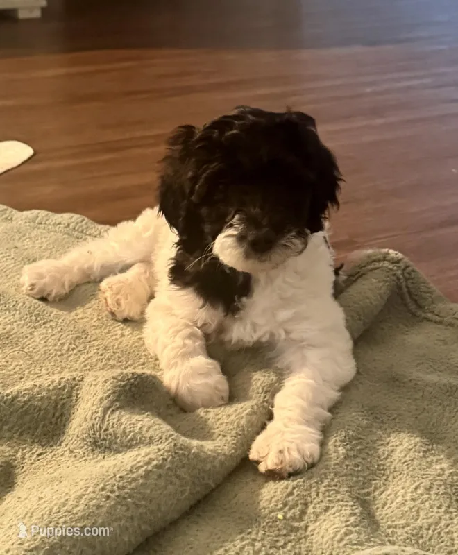 SJ – English Springer Spaniel, Poodle - Standard  puppy for sale in Buford, GA