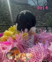 SJ, a female English Springer Spaniel and Poodle - Standard  for sale in Buford, GA – Photo 2 of 8