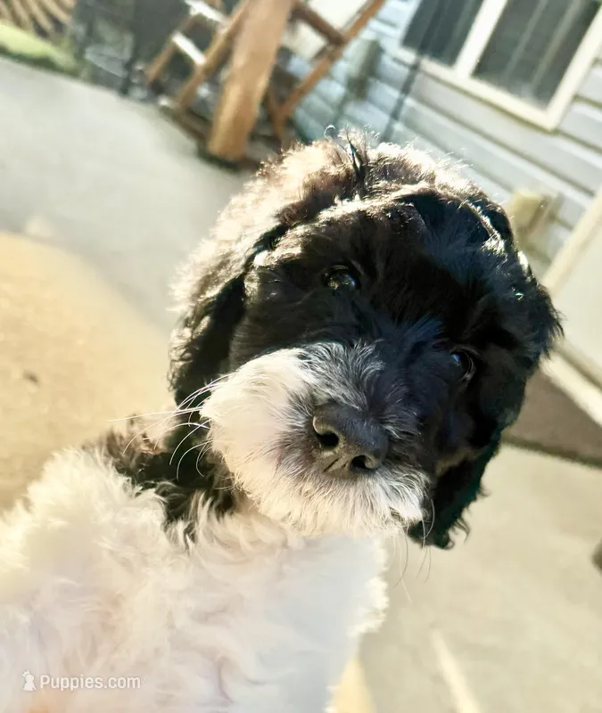 SJ – English Springer Spaniel, Poodle - Standard  puppy for sale in Buford, GA