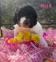Curly Sue, a female English Springer Spaniel and Poodle - Standard  for sale in Buford, GA – Photo 1 of 9