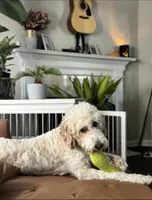 Curly Sue, a female English Springer Spaniel and Poodle - Standard  for sale in Buford, GA – Photo 8 of 9