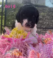 Curly Sue, a female English Springer Spaniel and Poodle - Standard  for sale in Buford, GA – Photo 2 of 9